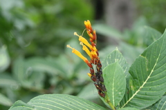 Sanchezia nobilis